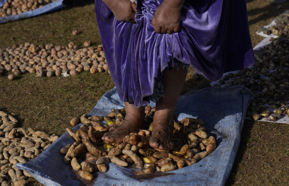 Una mujer indígena aymara usa sus pies descalzos para quitar el rocío congelado de las papas en medio de temperaturas extremadamente frías antes de pelarlas y extenderlas para que se sequen en la montaña La Cumbre en las afueras de La Paz, Bolivia, el miércoles 6 de julio de 2022. (AP Foto/Juan Karita)
