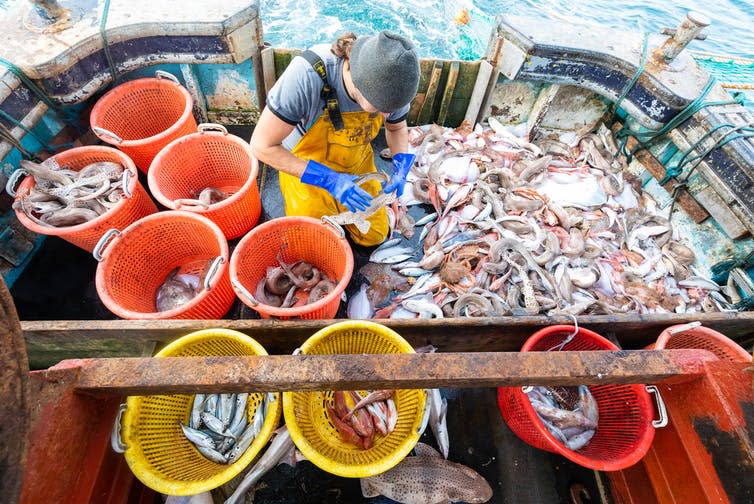 A fisherman sorting the catch into different buckets on the deck of a trawler in the English channel