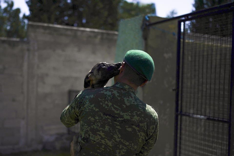 Un cachorro de pastor belga malinois lame el rostro del soldado que le devuelve a su chenil tras una sesión de entrenamiento en el Centro de Producción Canina del Ejército y Fuerza Aérea Mexicanos en San Miguel de los Jagüeyez, México, el martes 26 de septiembre de 2023. Cuando un perro cumple un año y medio, está listo para empezar sus labores militares, que se extienden por ocho años y luego los animales se retiran. (AP Foto/Eduardo Verdugo)