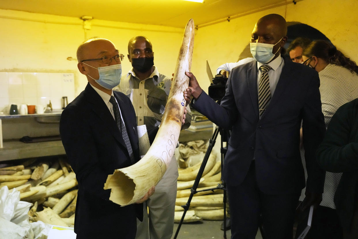 Japanese Ambassador to Zimbabwe Satosh Tanaka, left, and Tinashe Farawo, Zimbabwe National Parks spokesperson, right, hold an elephant tusk during a tour of the ivory stockpiles in Harare, Monday, May, 17, 2022. Zimbabwe is seeking international support to be allowed to sell half a billion dollars worth of ivory stockpile, describing the growth of its elephant population as “dangerous” amid dwindling resources for conservation. The Zimbabwe National Parks and Wildlife Management Authority on Monday took ambassadors from European Union countries through a tour of the stockpile to press for sales which are banned by CITES, the international body that monitors endangered species.(AP Photo/Tsvangirayi Mukwazhi)