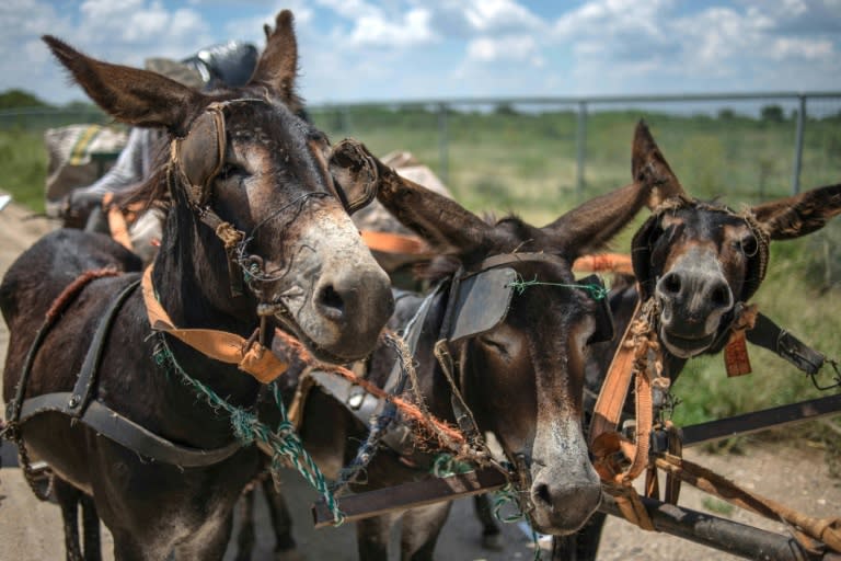 In South Africa villagers often rely on donkey-drawn carts to collect recycling material, firewood and sand for sale