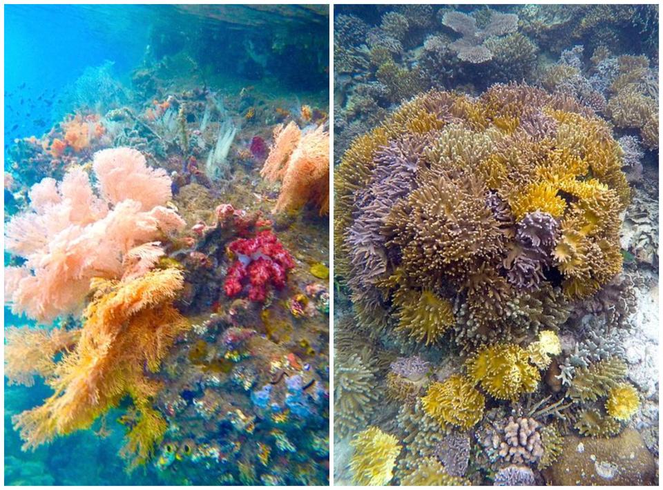 <p>El arrecife de coral que rodea las islas Raja Ampat, en Indonesia, era uno de los más fascinantes del mundo con más de 500 especies distintas, pero en 2017 desaparecieron 1.600 metros cuadrados de arrecifes por culpa de los numerosos cruceros que navegan por la zona. Los científicos creen que su recuperación tardará décadas. (Foto: <a rel="nofollow noopener" href="http://commons.wikimedia.org/wiki/File:Soft_corals_between_Gam_and_Waigeo,_Raja_Ampat.jpg" target="_blank" data-ylk="slk:Wikimedia Commons;elm:context_link;itc:0;sec:content-canvas" class="link ">Wikimedia Commons</a> / Fabian Lambeck / <a rel="nofollow noopener" href="http://creativecommons.org/licenses/by-sa/4.0/deed.en" target="_blank" data-ylk="slk:CC BY-SA 4.0;elm:context_link;itc:0;sec:content-canvas" class="link ">CC BY-SA 4.0</a> / <a rel="nofollow noopener" href="http://commons.wikimedia.org/wiki/File:Corals_of_Gam,_Raja_Ampat.jpg" target="_blank" data-ylk="slk:Wikimedia Commons;elm:context_link;itc:0;sec:content-canvas" class="link ">Wikimedia Commons</a> / Fabian Lambeck / <a rel="nofollow noopener" href="http://creativecommons.org/licenses/by-sa/4.0/deed.en" target="_blank" data-ylk="slk:CC BY-SA 4.0;elm:context_link;itc:0;sec:content-canvas" class="link ">CC BY-SA 4.0</a>). </p>