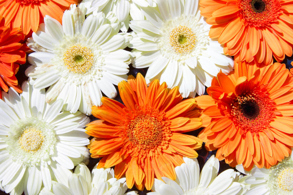 4. Gerbera