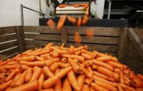 Workers sort Carrots at Poskitts farm in Goole, Britain May 23, 2016. REUTERS/Andrew Yates