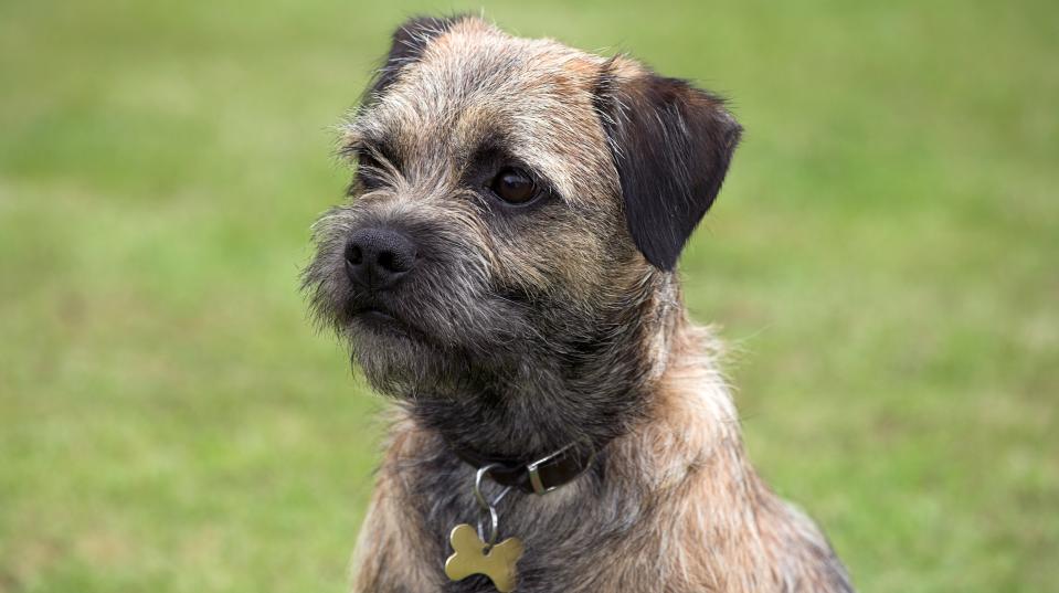 Border Terrier