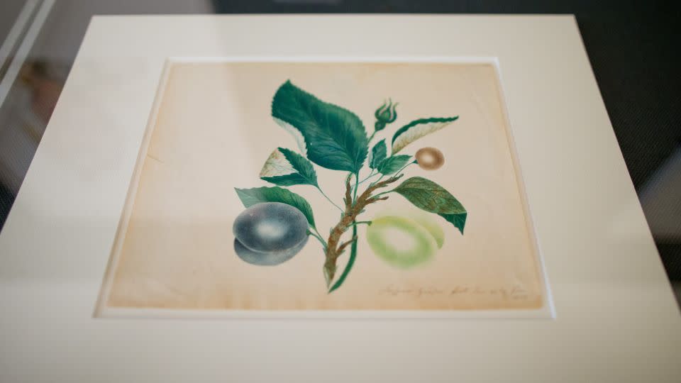 Hausers Studie über Pflaumen, Rosenknospen und Kirschen (1833), ein Aquarell mit einer breit gefleckten Schablone, erschien in der Wechselausstellung "Kaspar Hauser – Die Bildwelt. Bekannte und unbekannte Zeichnungen" im Markgrafenmuseum in Ansbach, Deutschland, im Jahr 2016. - Daniel Karmann/dpa/picture Alliance/AP