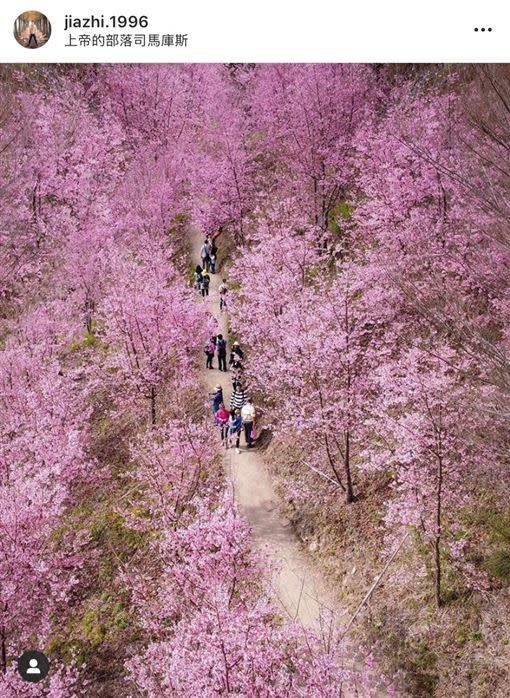 新竹「司馬庫斯」山上數千棵櫻花樹已盛開。（圖／翻攝自IG：xiang_317、jiazhi.1996）