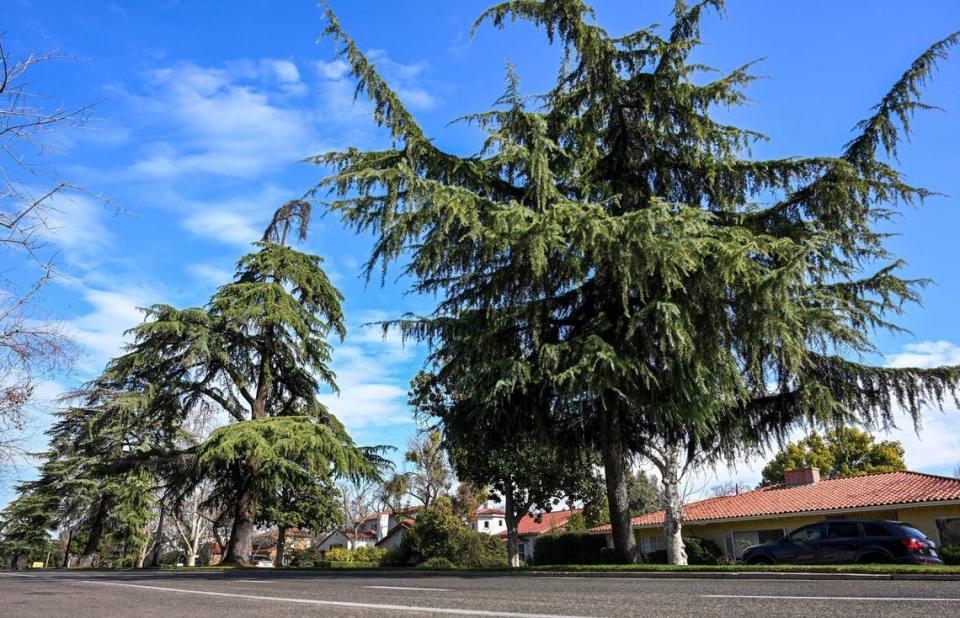 The deodar cedar trees lining the median along Van Ness Boulevarfd south of Shields Avenue will be trimmed starting in mid-February according to city officials.