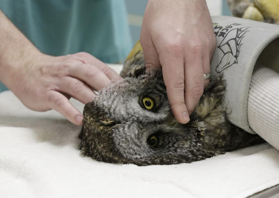 A volunteer holds down an injured great gray owl as it is checked by veterinary technician Greg Hansen, Wednesday, March 13, 2013, at the Raptor Center on the St. Paul campus of the University of Minnesota. The center listed about 30 owls as patients this week. It has been a tough winter for owls in some parts of North America. Some have headed south in search of food instead of staying in their northern territories. (AP Photo/Jim Mone)