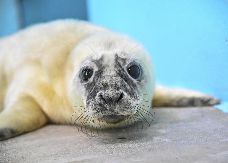 This recent image provided by the Brookfield Zoo shows a male grey seal pup born on Feb. 17, 2024, at the Brookfield Zoo in Brookfield, Ill. Zoo officials say a grey seal found stranded and blind more than a decade ago on an island in Maine has given birth at a Chicago-area zoo and is now “a very attentive mother" to her newborn. (Jim Schulz/Brookfield Zoo via AP)