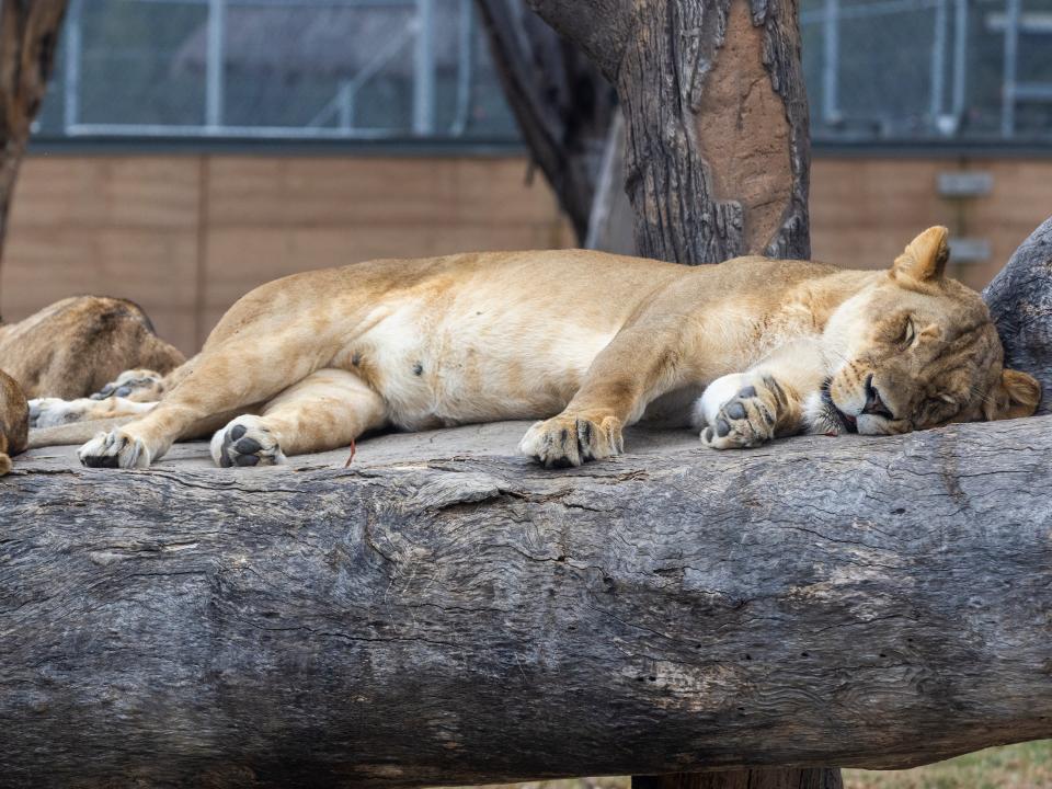 Lions sleeping.