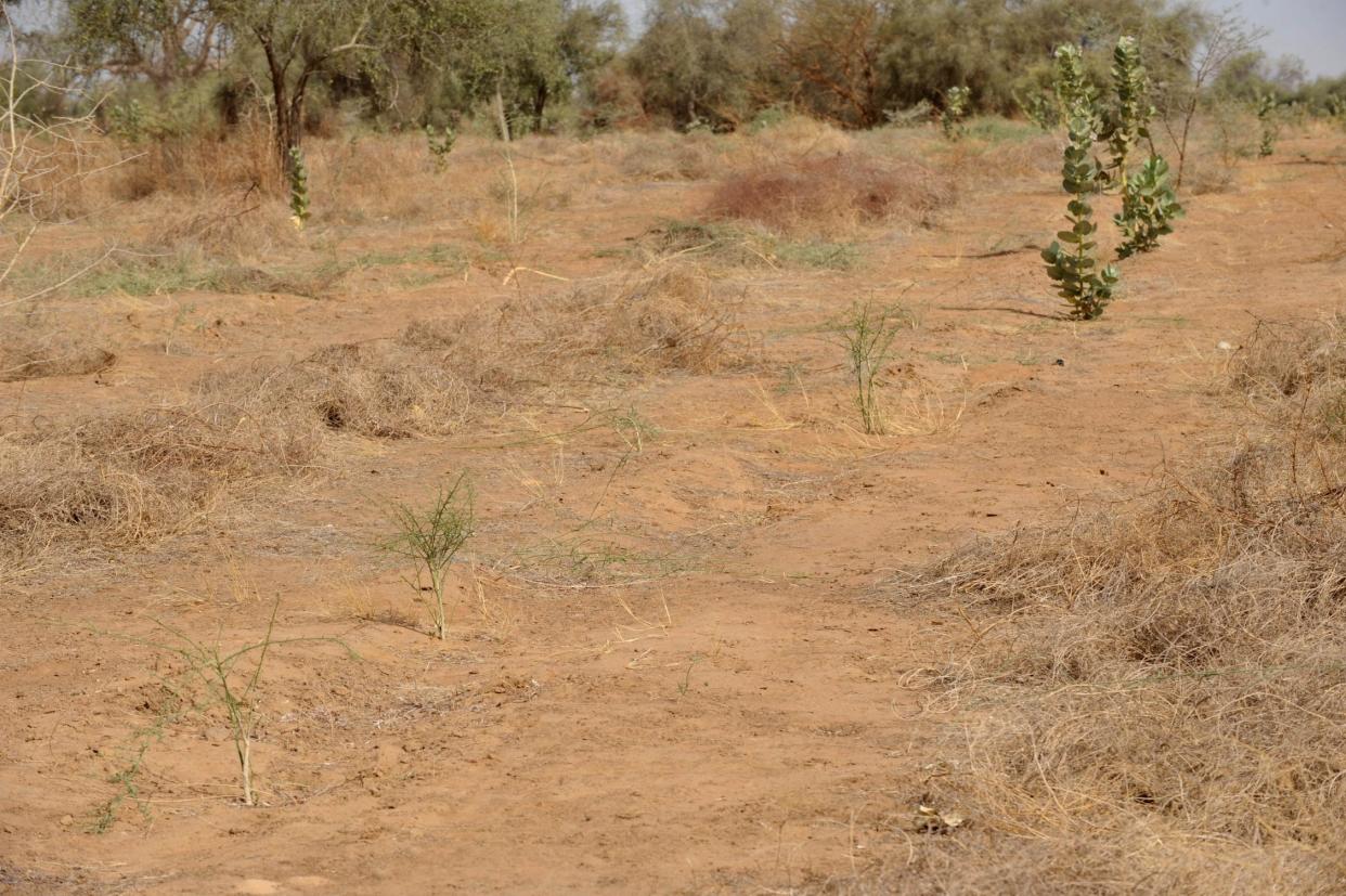 Small Acacia trees planted in Senegal