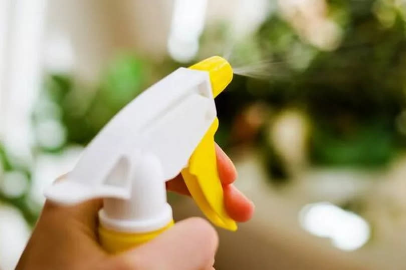 Person spraying house plants