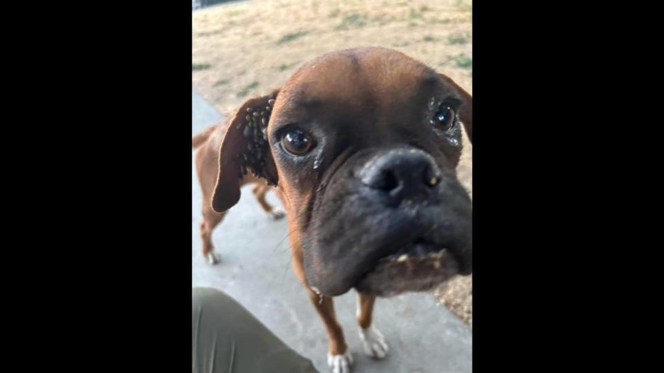 A dog found plopped on a Fresno driveway was discovered to have so many ticks all over its body, a dog rescue organization in Los Angeles paid for the vet bill.