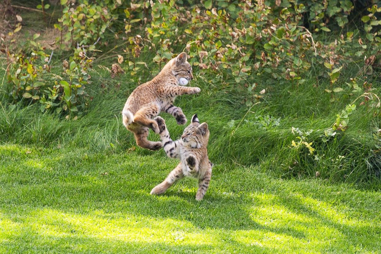 A bobcat leaps with a golf ball in its mouth on the 13th hole at Littleton's Arrowhead Golf Club. (Photo David and Lynn Townsend/David Lynn Photography)