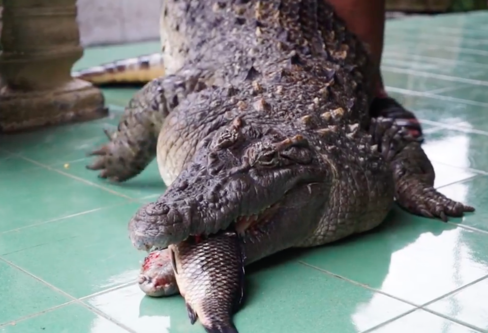 Kojek the croc has lived with a Javanese family for 20 years. Source: Barcroft TV