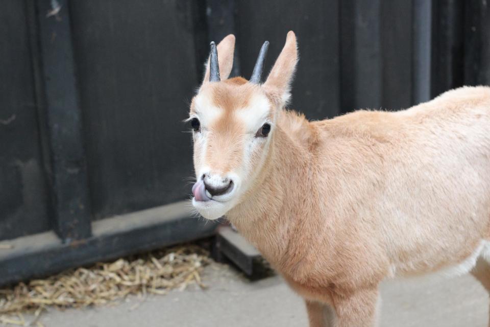 One calf was quickly orphaned when her mother Nikita died after complications during birth in December. (Chessington World of Adventures)