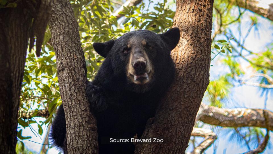 The zoo is hoping to raise $25,000 to cover the cost of diets, enrichment, toys and more for the three bears, Cheyenne, Brody and Betty.