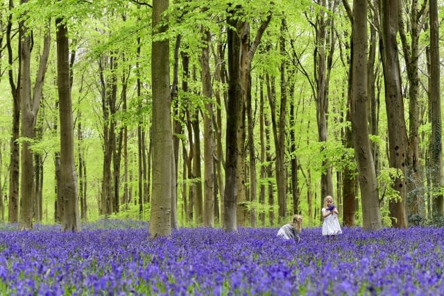 Are bluebells at risk of dying out?