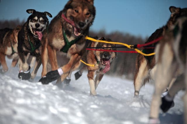 Snowmobiler 'intentionally' killed sled dog during race