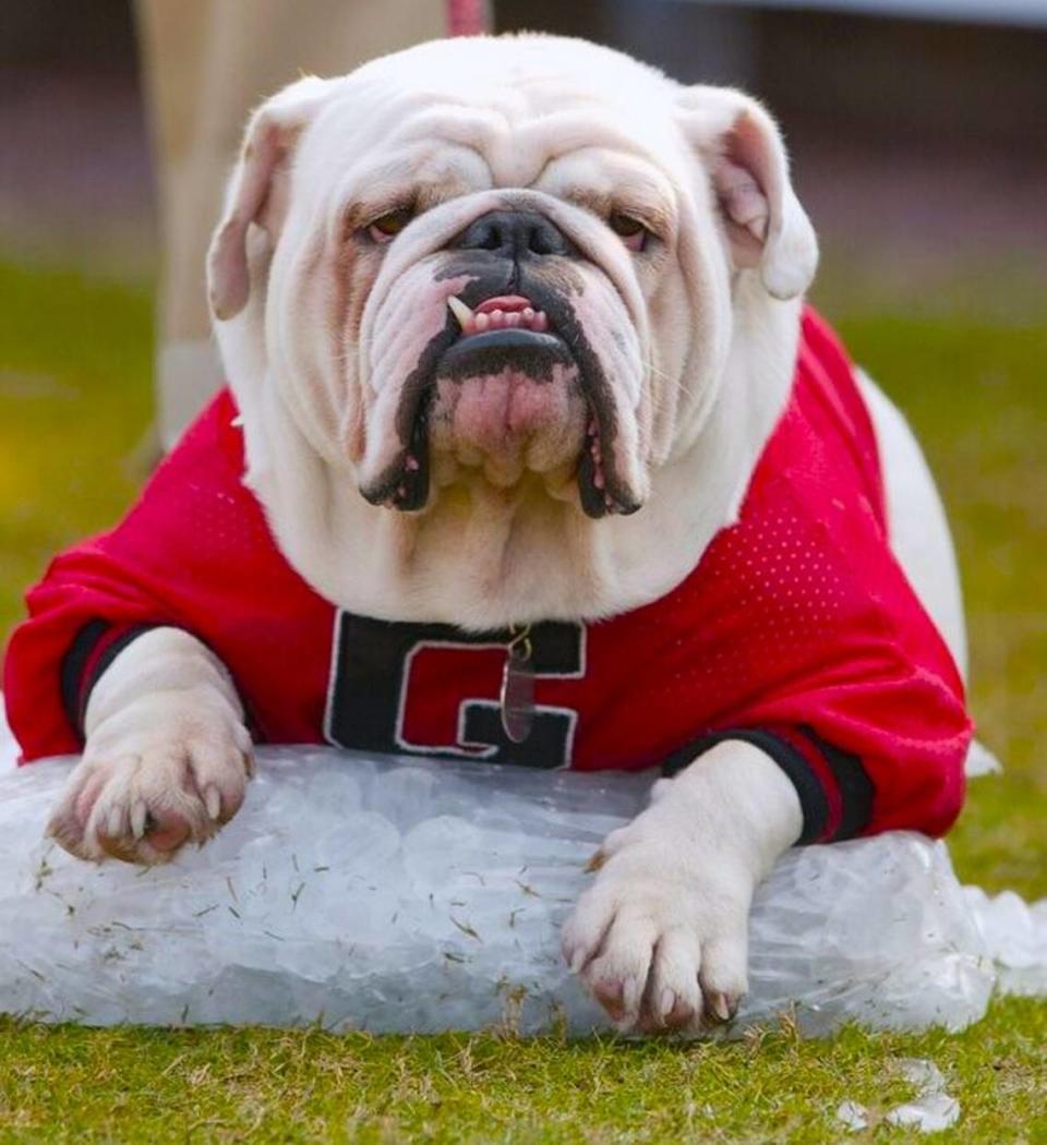 UGA VI chilled out on a sack of ice at the Georgia-Florida game in Jacksonville in late October of 2000. / Telegraph archives