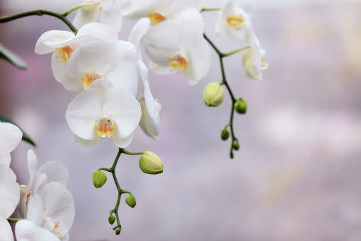 white flowers white flower names