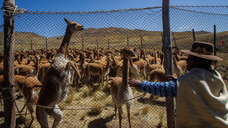 The annual vicuna round-up and shearing festival in in southern Peru