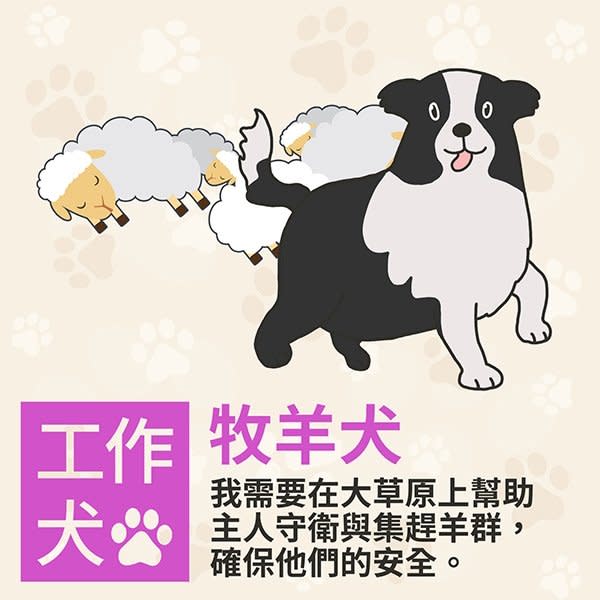 不只是毛小孩　除了警犬、導盲犬還有這些工作犬都是超級好幫手