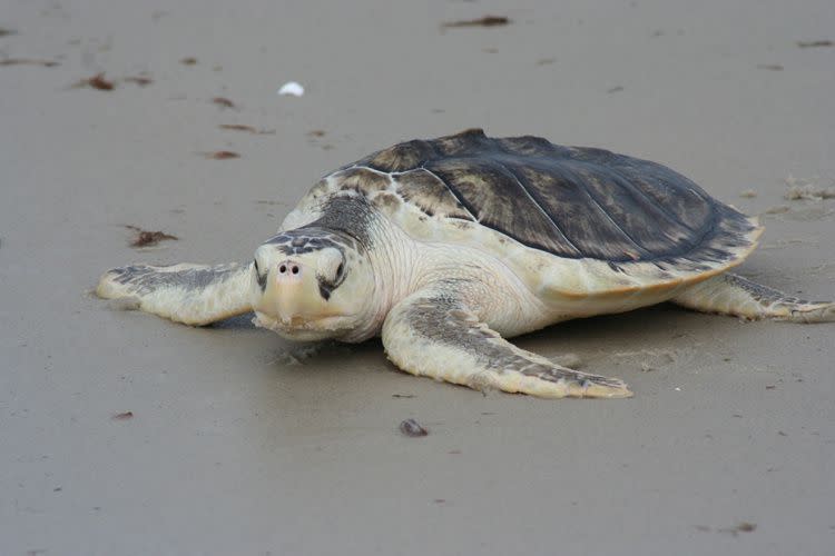 Kemp's ridley sea turtle.
