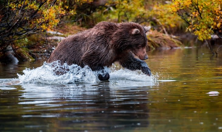 Side view of brown kodiak brown grizzly bear in lake