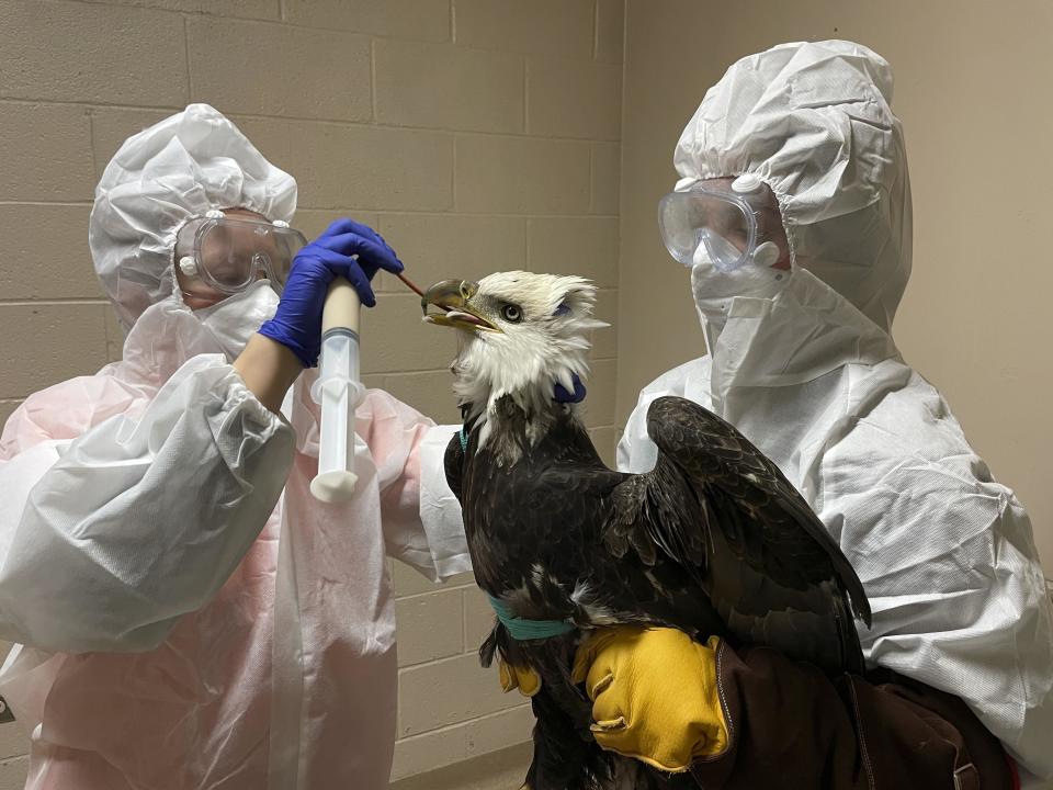 In this December 2022 photo provided by the Wisconsin Human Society, an injured bald eagle is examined and treated at the Wisconsin Humane Society Wildlife Rehabilitation Center in Milwaukee. The bald eagle later died.  / Credit: Angela Speed/Wisconsin Human Society via AP