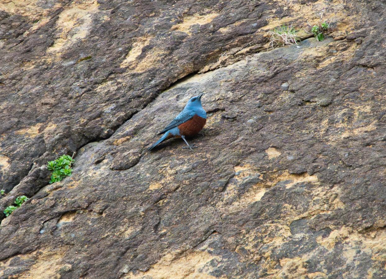 A blue rock thrush (Monticola solitarius) on the Oregon Coast near Cannon Beach.