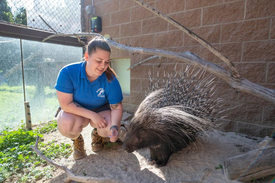 Zookeeper Kayla Newman checks on Asha the African crested porcupine at the Pueblo Zoo on Tuesday, July 18, 2023.