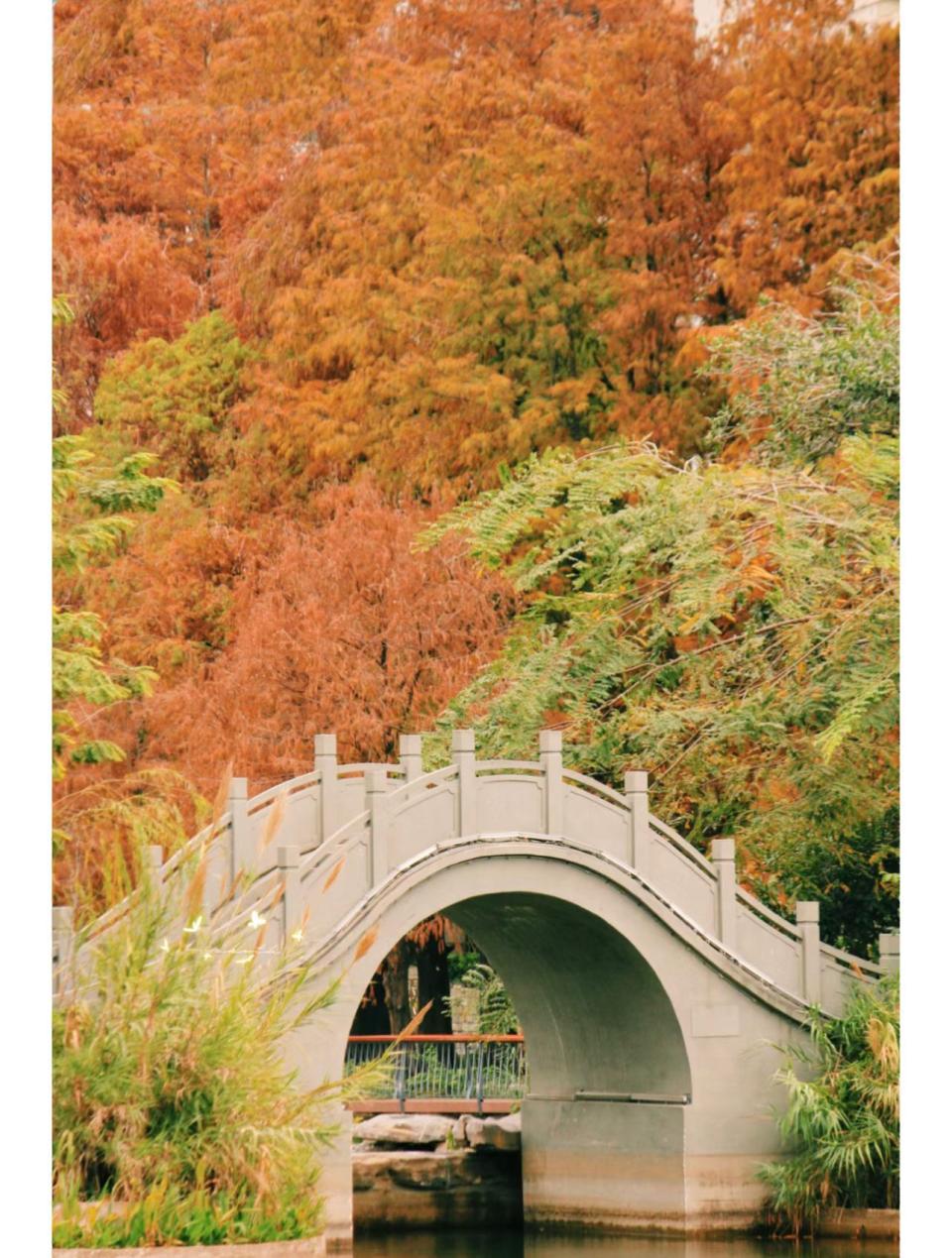 深圳好去處｜深圳4大落羽松打卡景點！地鐵直達 熱門蓮花山公園、仙湖植物園天空之鏡、四海公園人流最少、荔枝公園最具古典美