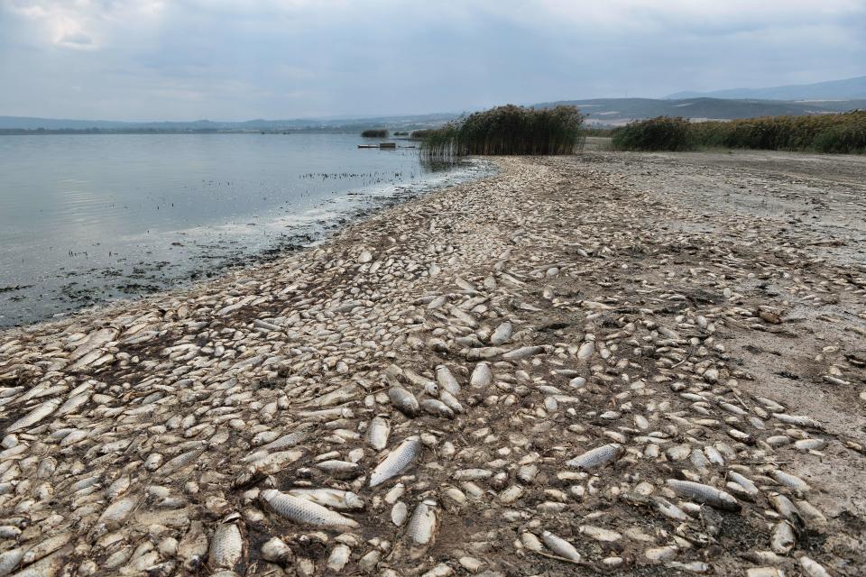 Thousands of dead freshwater fish are seen around Lake Koroneia, Greece, on September 19, 2019.  / Credit: SAKIS MITROLIDIS/AFP via Getty Images