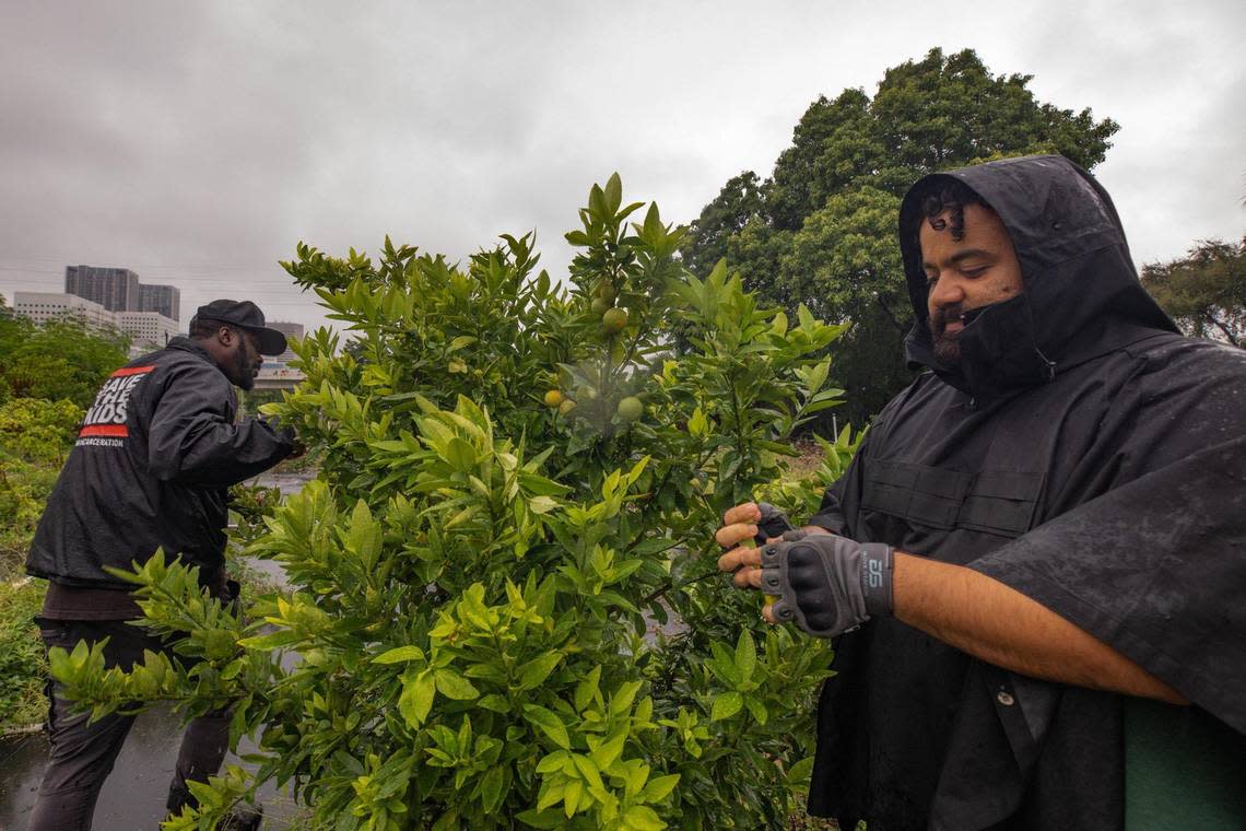 David Roper, left, and Jorge Palacios pick calamondins at the Green Haven Project in Miami.