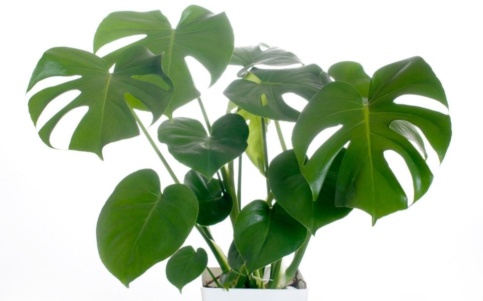 monstera deliciosa swiss cheese plant how to grow care for indoor plants tricks tips to keep houseplants healthy alive uk 2022 -  chikaphotograph