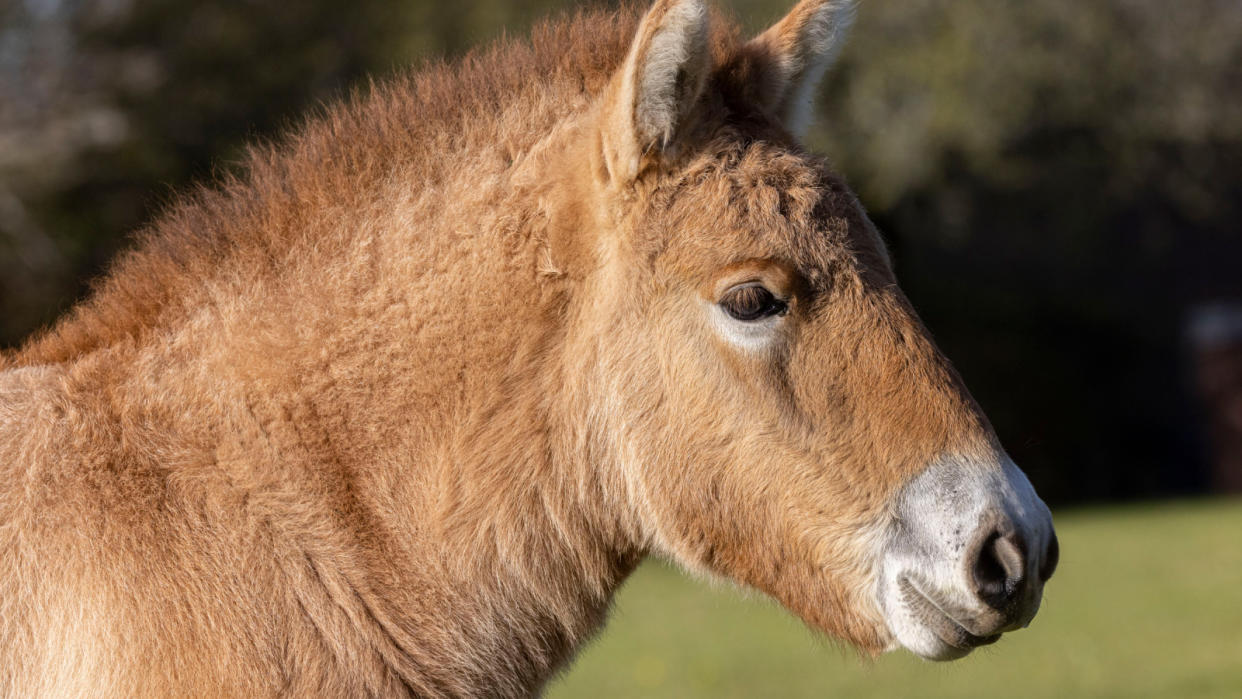  Close up of foals face . 