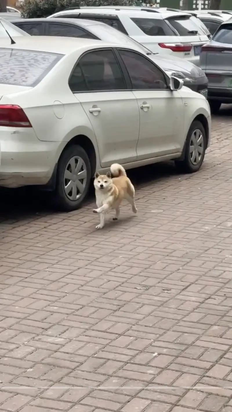 ▲柴犬走路的方式與普通狗狗不同，竟是前肢直挺挺地踏步，後腳則是些微跳躍。（圖／翻攝自TikTok）