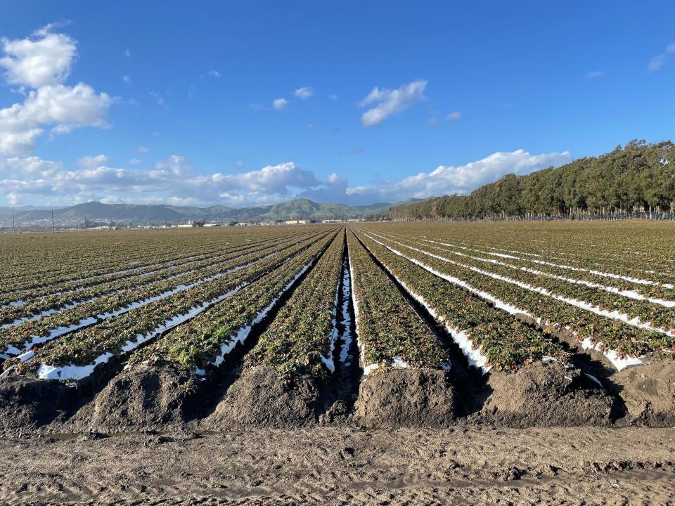 Vast strawberry fields lie off of Olivas Park Drive in Ventura. According to the 2021 Ventura County crop report, strawberries were the number one leading crop, at a total of $712,022,000.