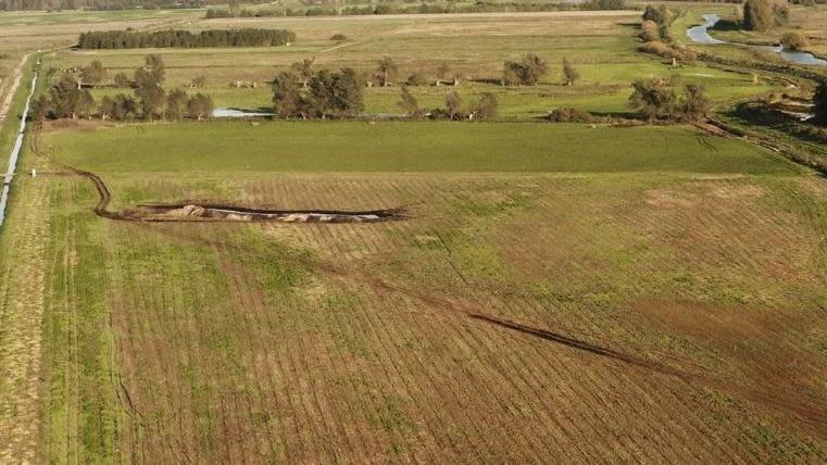 An aerial shot of arable fields with greening crops, bounded by ditches and a few trees, Lakenheath Fen