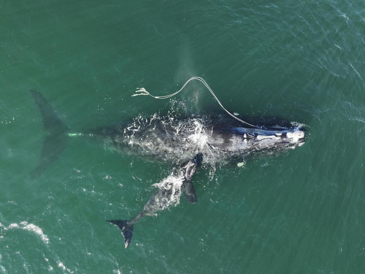 Endangered North Atlantic right whale Snow Cone, entangled in fishing rope, with her newborn calf off Georgia in 2021. <a href="https://newsroom.ap.org/detail/WhaleEntanglement/e4dd953df8dc4ff8a1df41f310d9abda/photo" rel="nofollow noopener" target="_blank" data-ylk="slk:Georgia Department of Natural Resources/NOAA Permit #21731, via AP;elm:context_link;itc:0;sec:content-canvas" class="link ">Georgia Department of Natural Resources/NOAA Permit #21731, via AP</a>