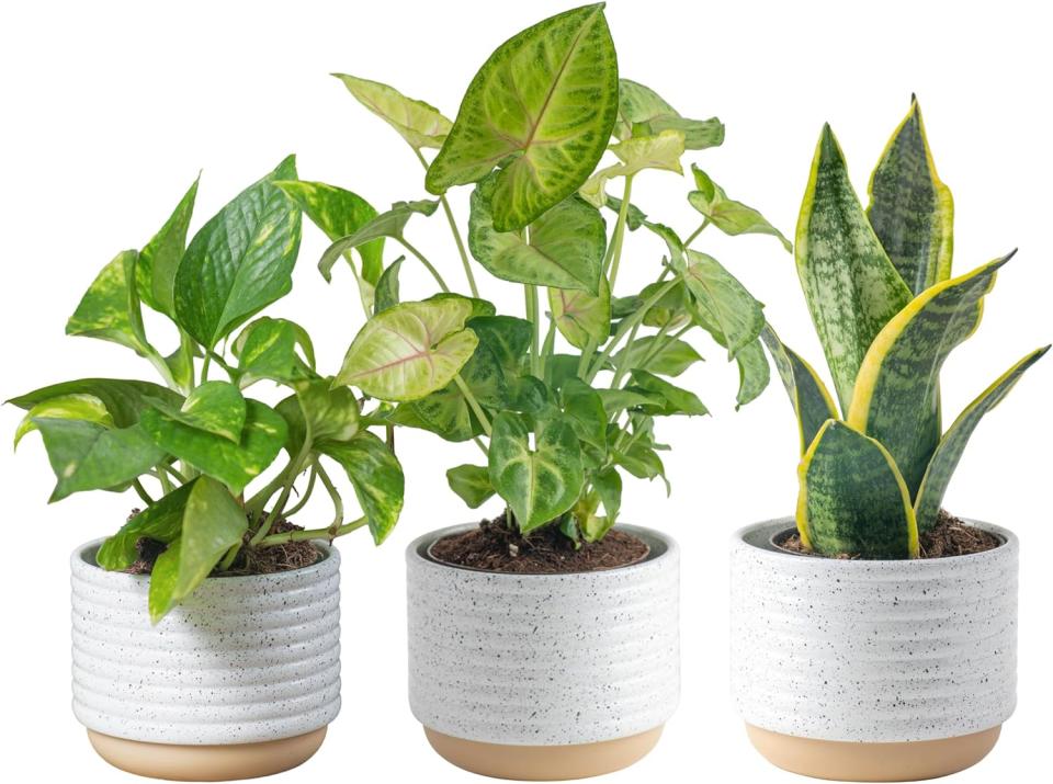 the three indoor houseplants