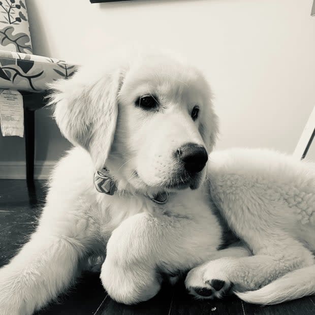 Hudson the puppy was stolen along with a Toyota pick up truck last week. Yesterday, police said, he was reunited with his family. (Halton Regional Police - image credit)
