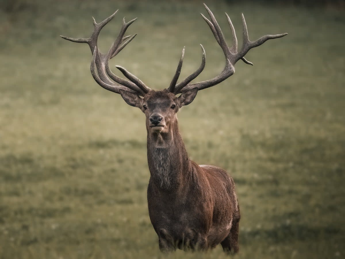 Stag hunting is still carried out in the UK (Cmon Photography)