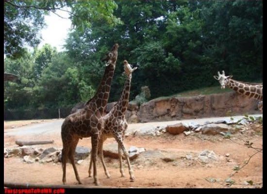 Talk about a third wheel.