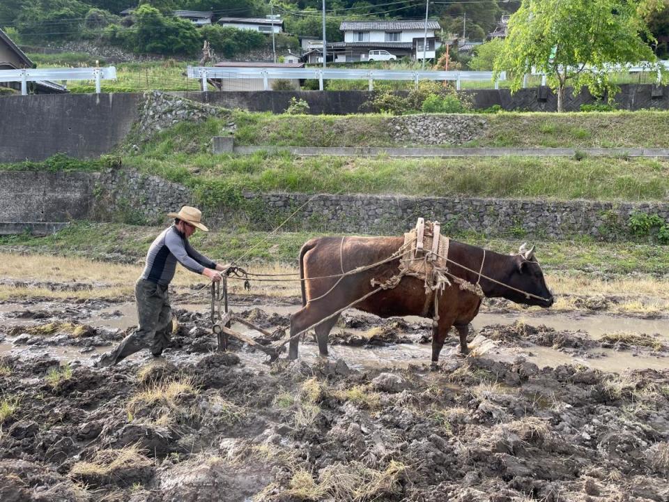為了與牛相處，李康生提前與FUKUYO培養默契，並要練習使用古法耕作，拿著韁繩「牽牛犁田」。（木林電影提供）