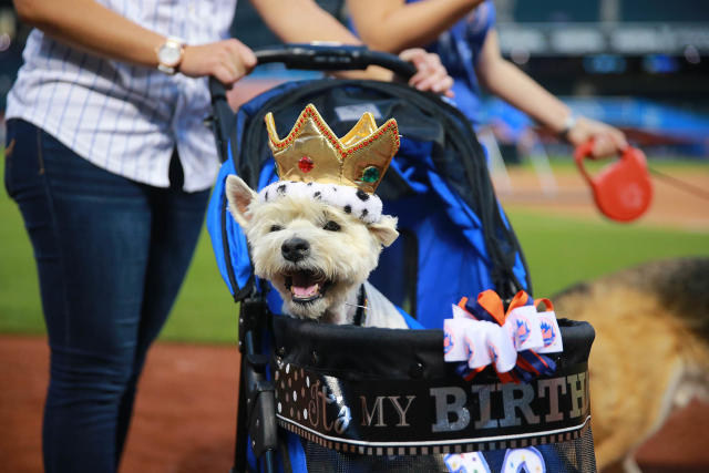 Bark in the Park with the Mets at Citi Field