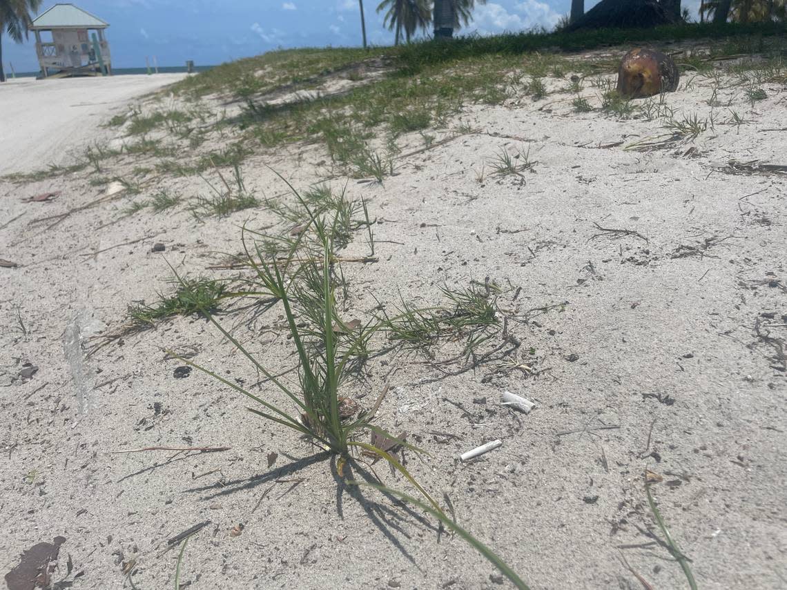Cigarette butts are left behind as litter on Crandon Park Beach on Wednesday, June 21, 2023, the day the Miami-Dade County Commission passed an ordinance banning cigarette smoking on county beaches. 