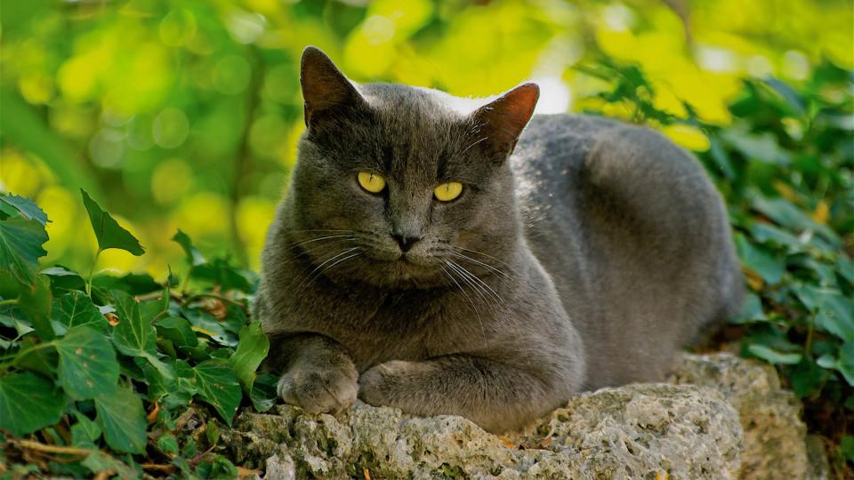 Chartreux lying on rock with trees behind
